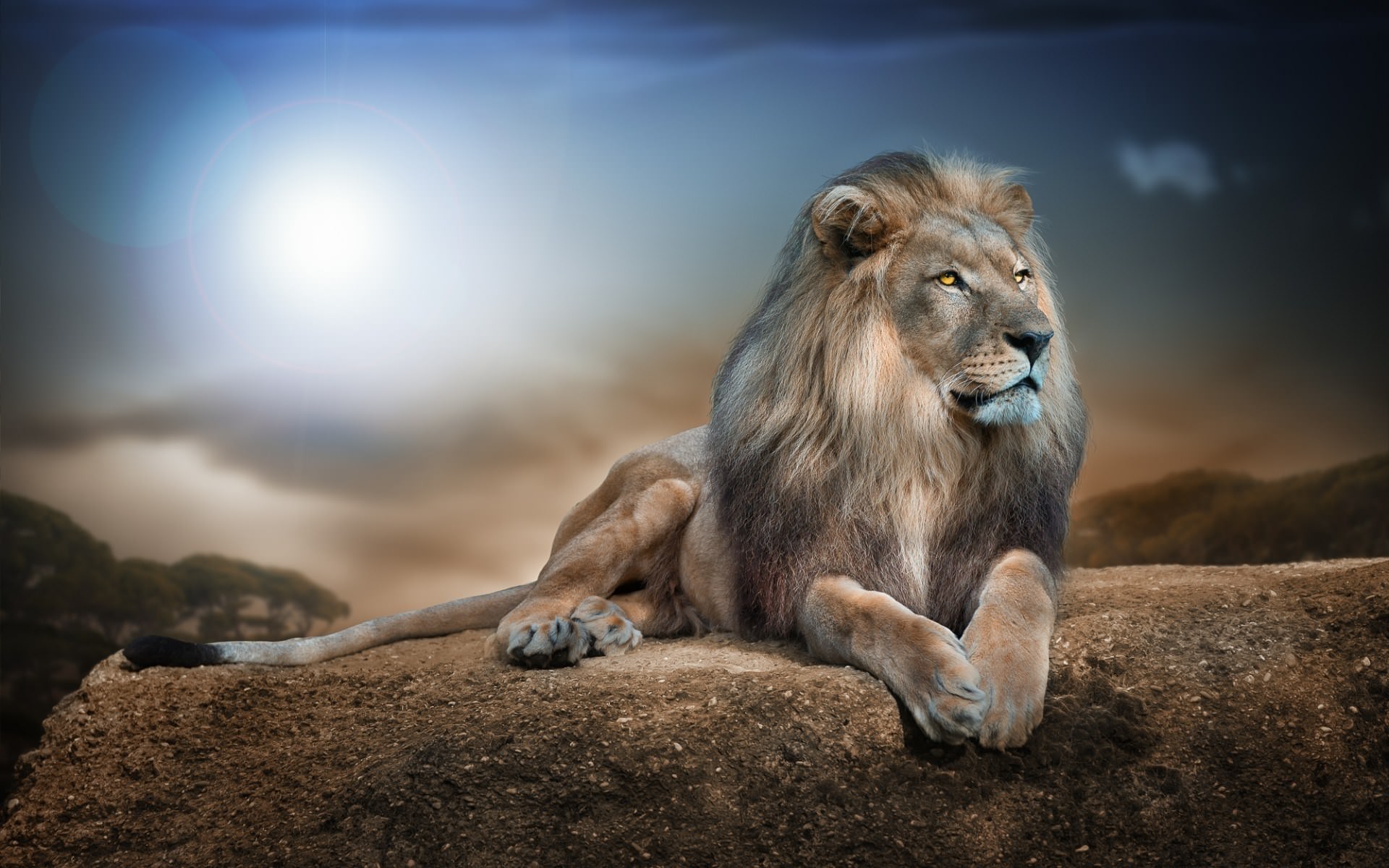 Amazing Lion Wallpapers