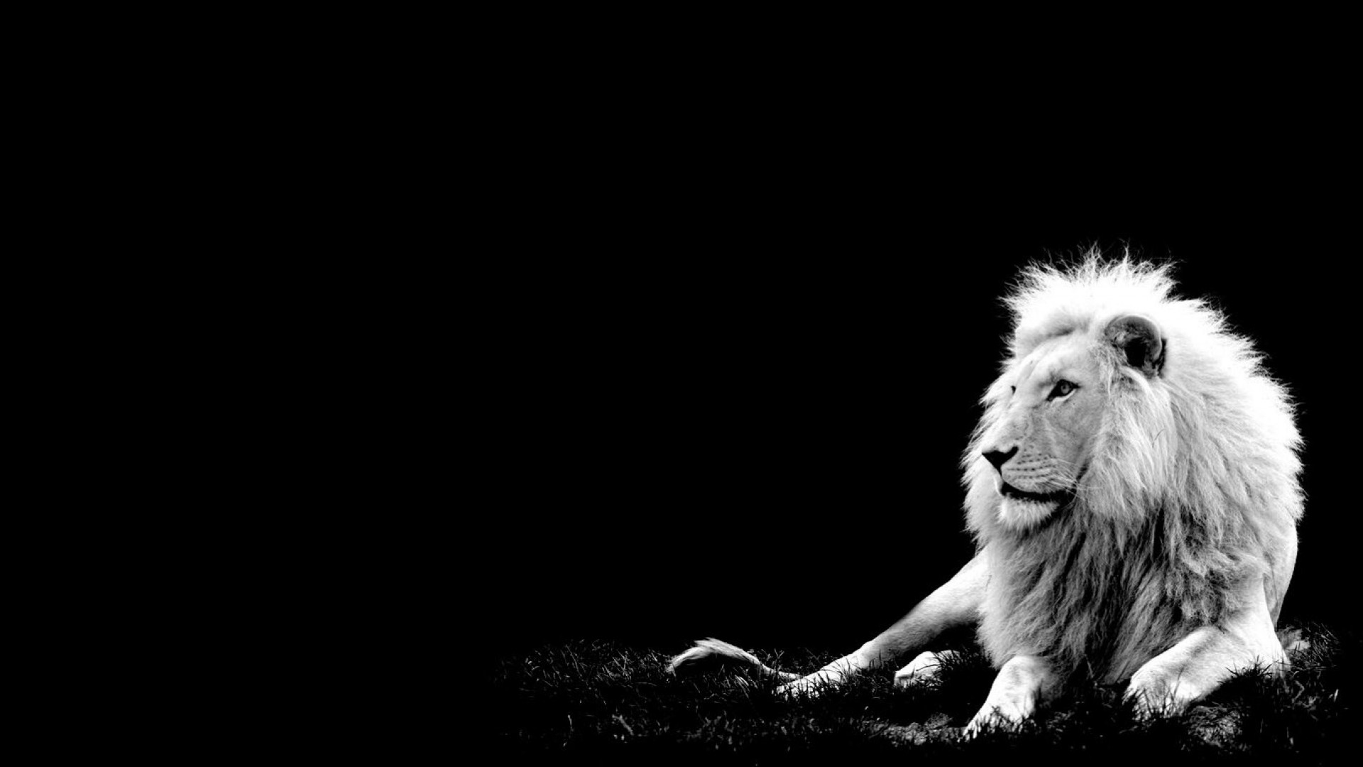 Amazing Lion Wallpapers