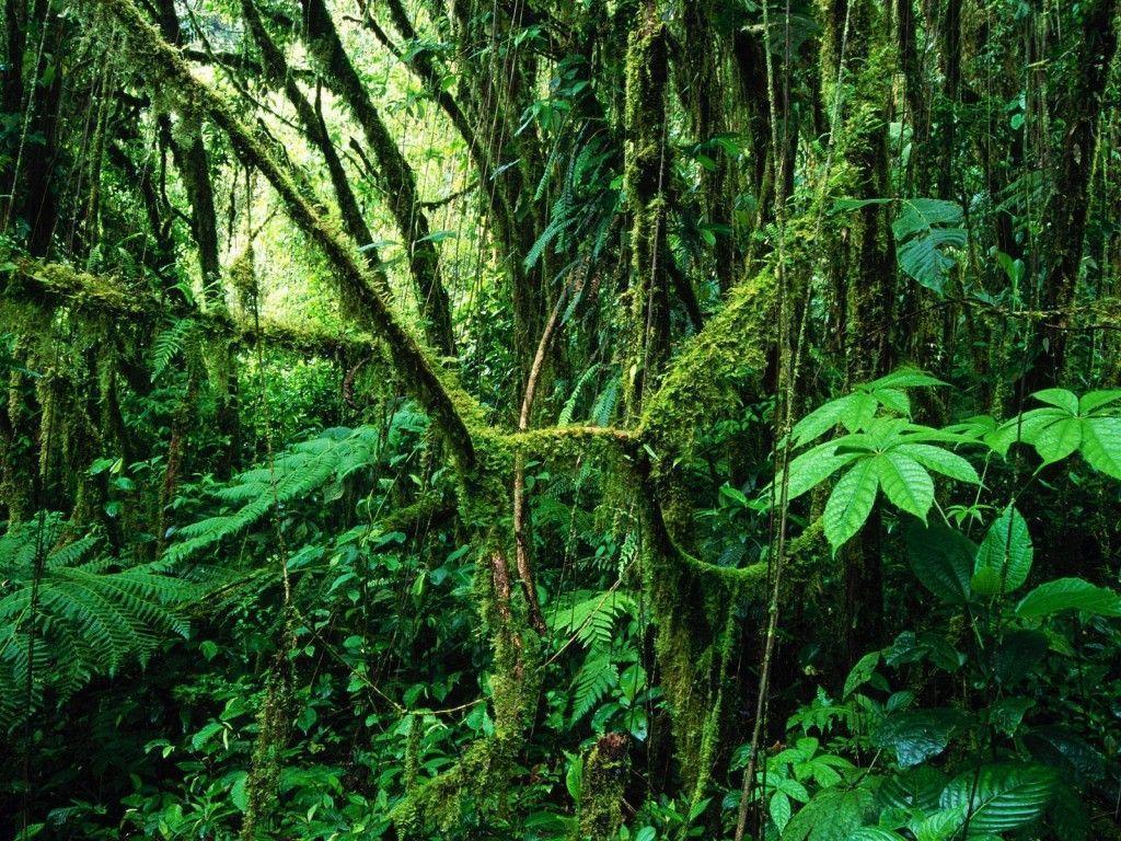 Amazonian Jungle Wallpapers