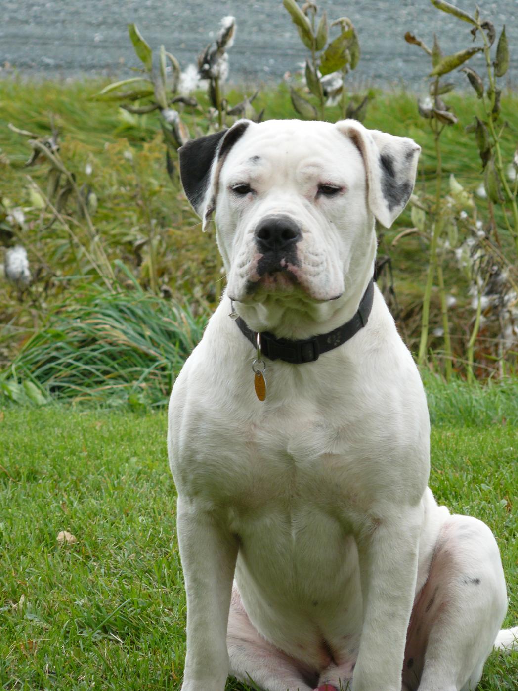 American Bulldog Wallpapers