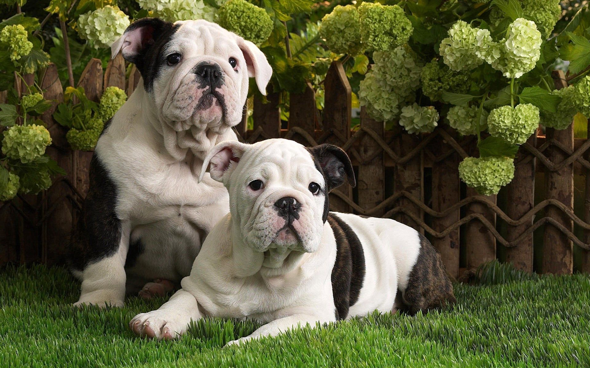 American Bulldog Wallpapers