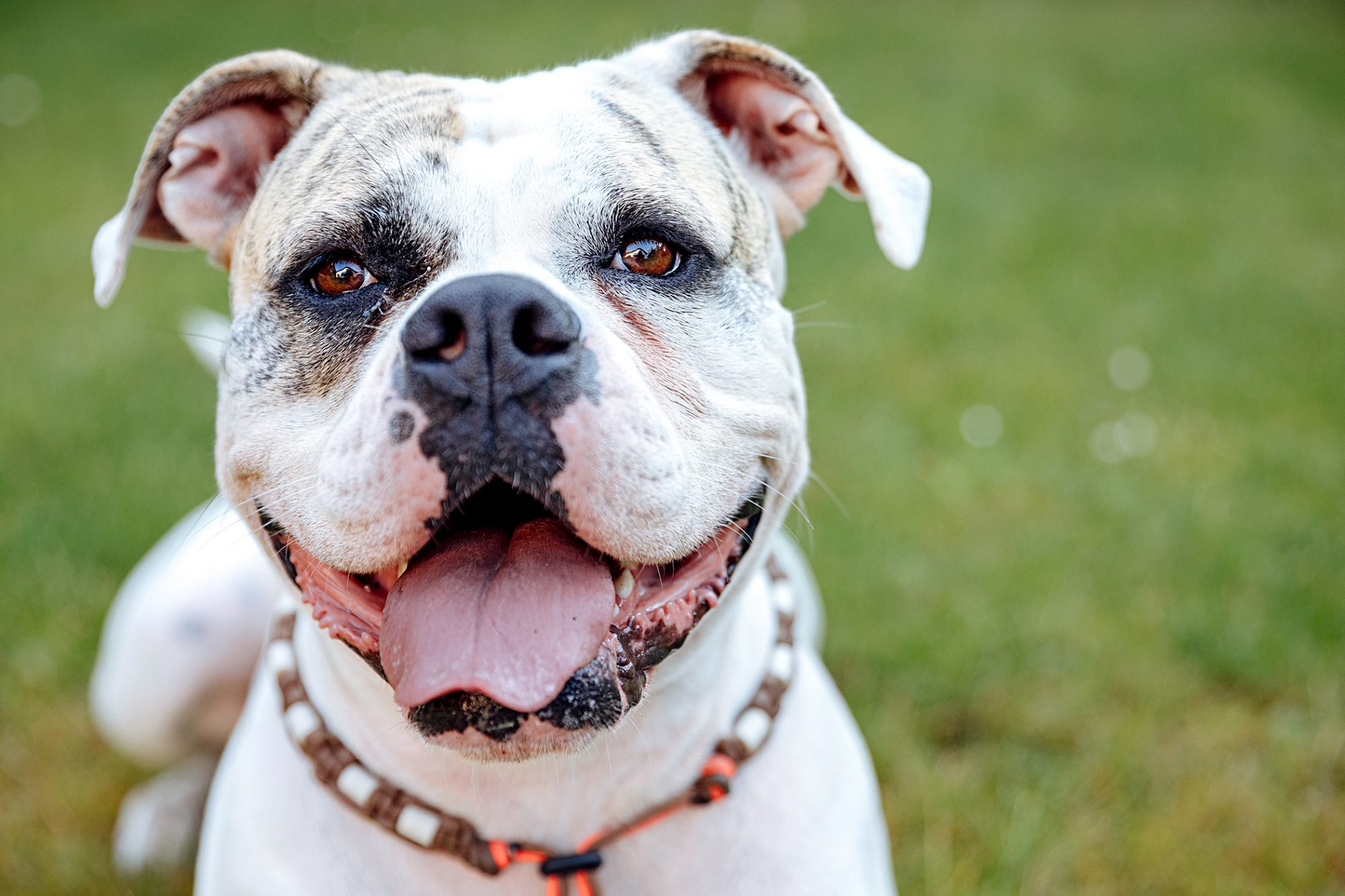 American Bulldog Wallpapers