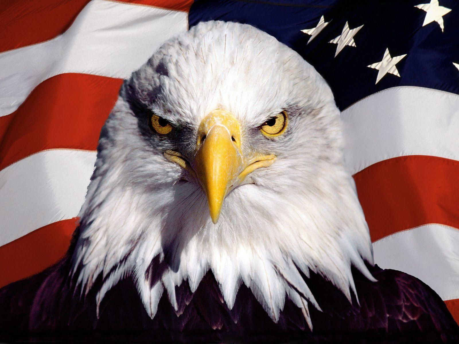 American Eagle Hd Wallpapers