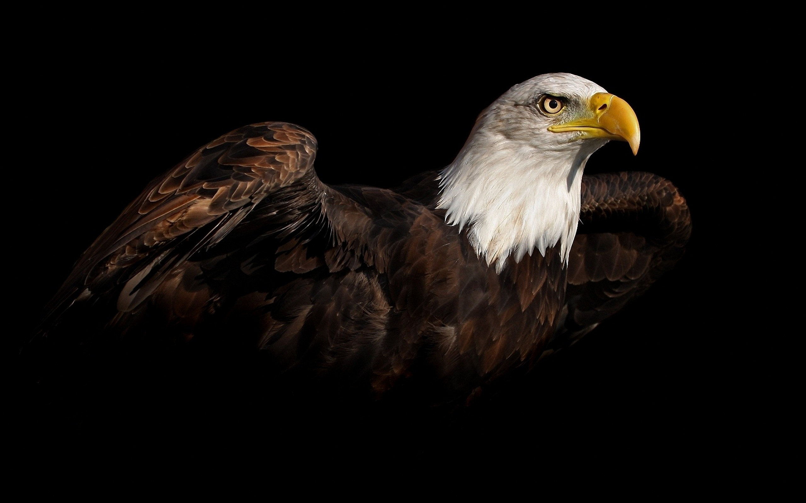 American Eagle Hd Wallpapers