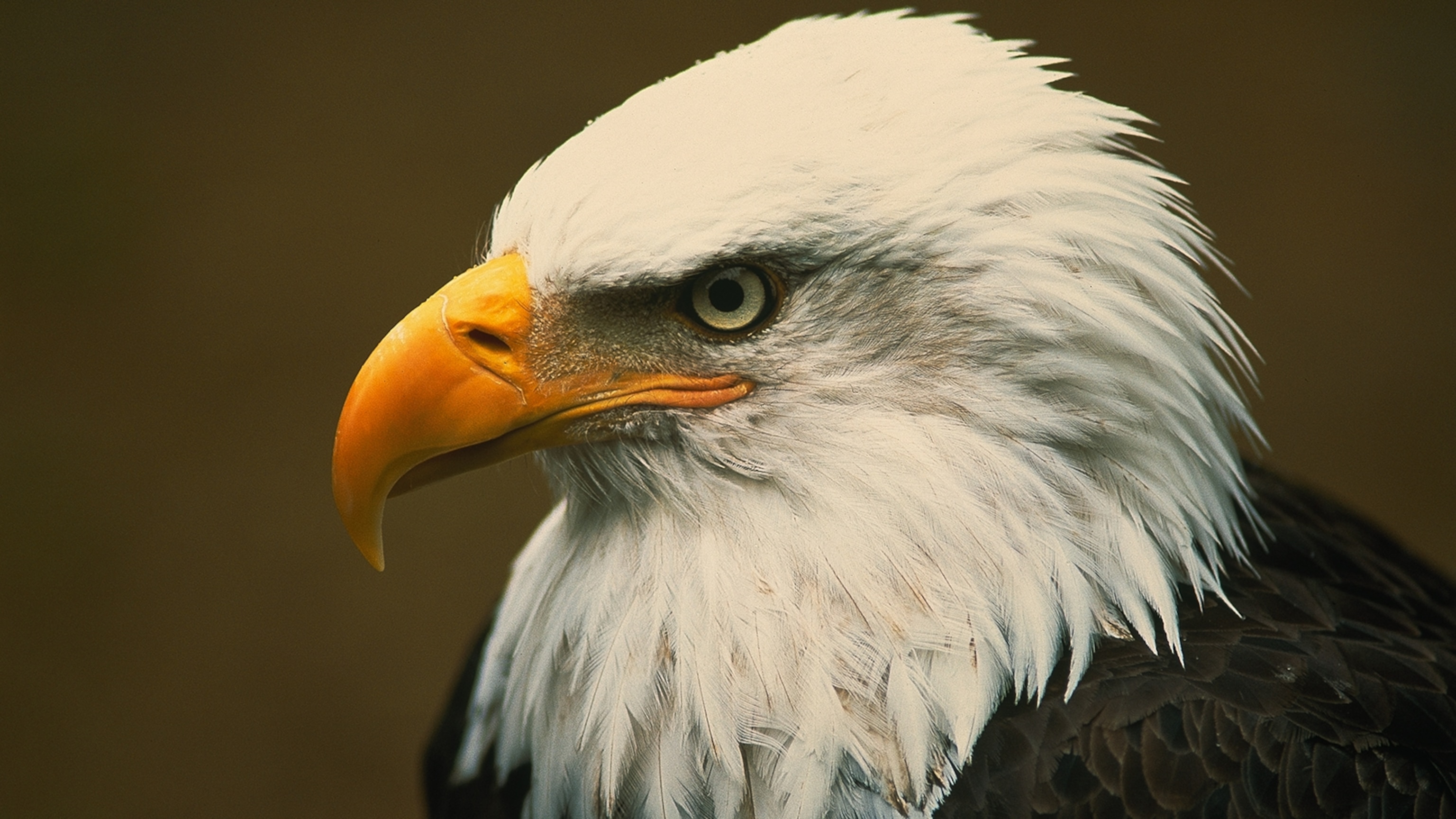 American Eagle Hd Wallpapers