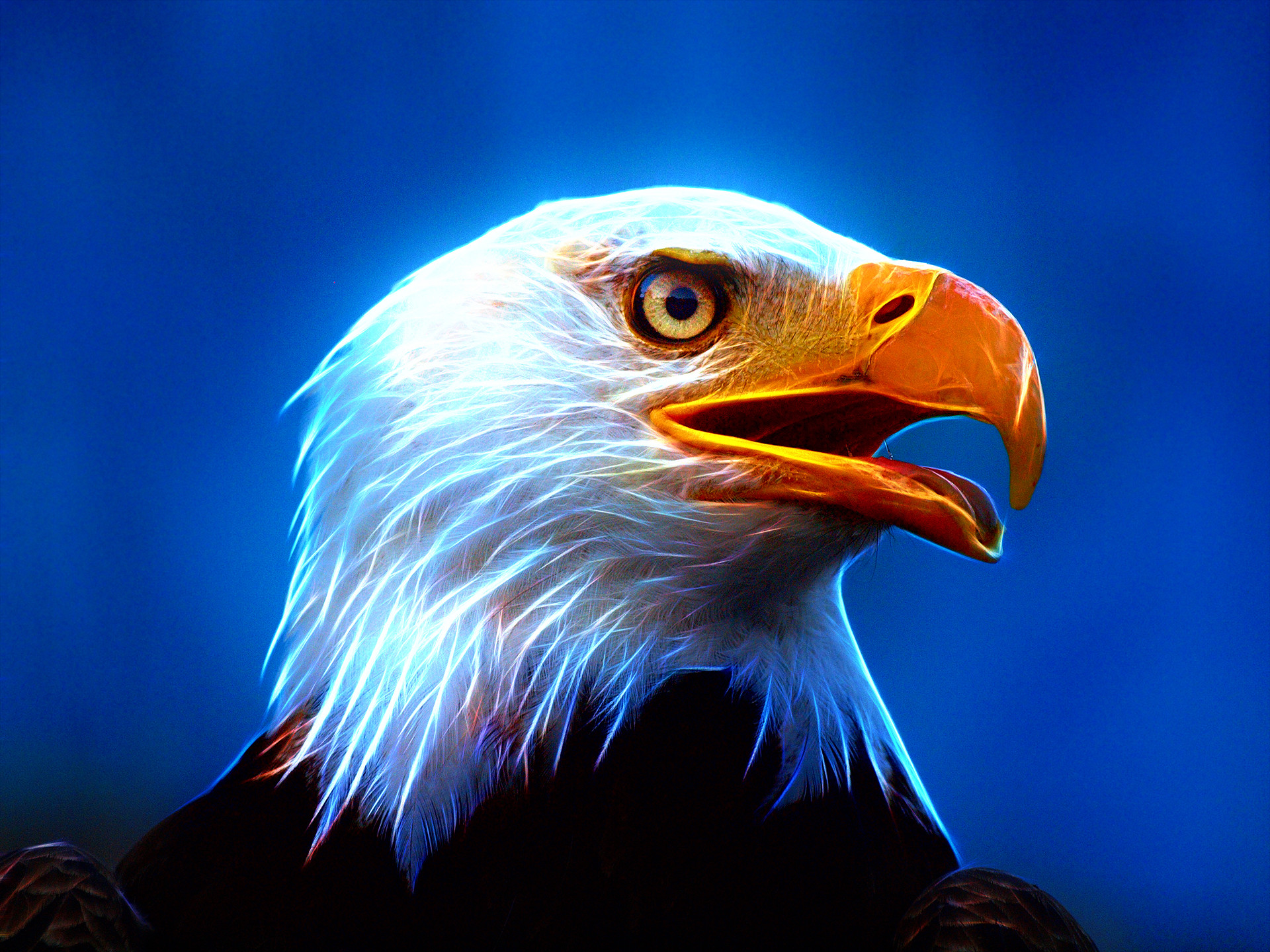 American Eagle Hd Wallpapers