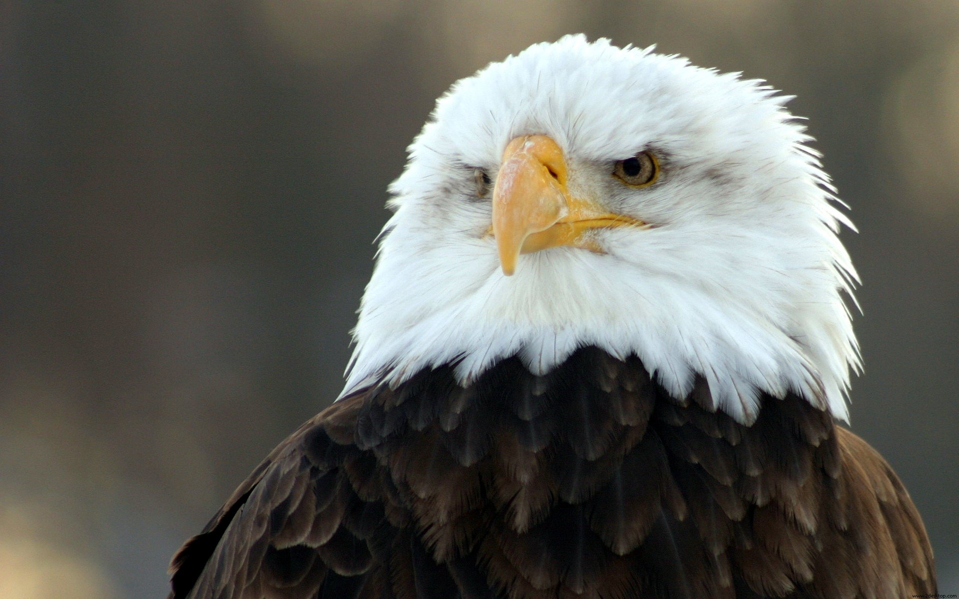 American Eagle Hd Wallpapers