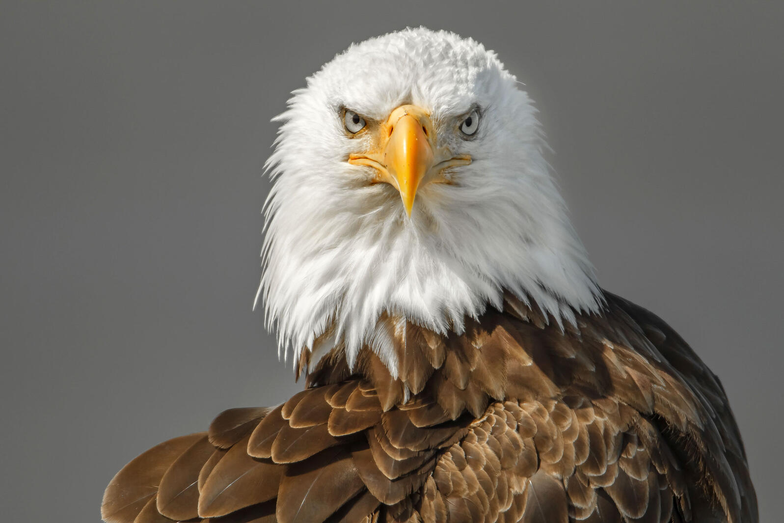 American Eagle Hd Wallpapers