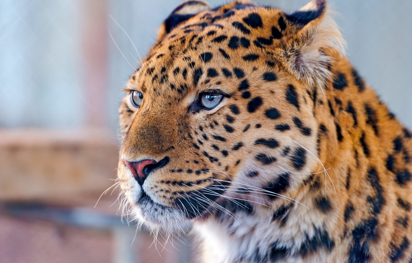 Amur Leopard Wallpapers