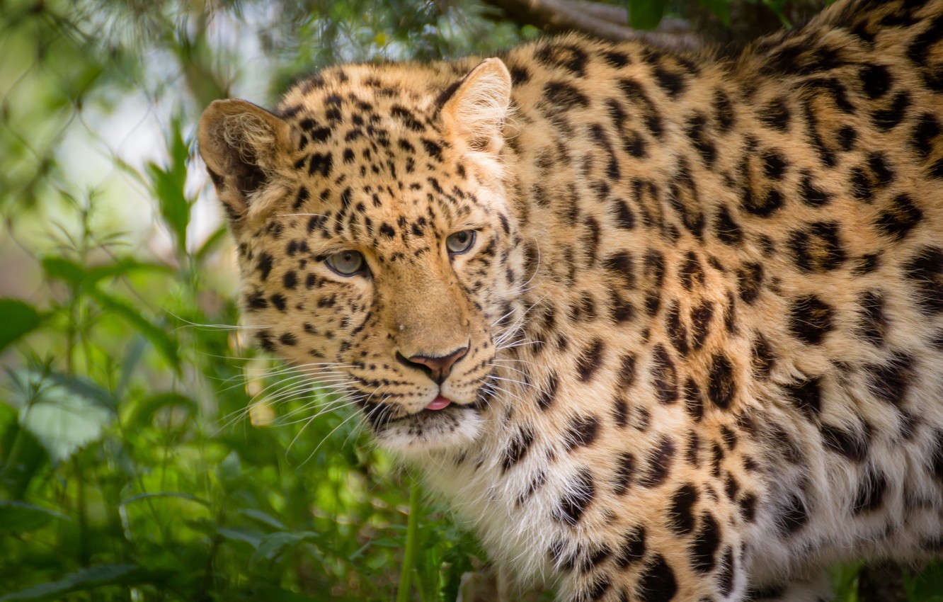 Amur Leopard Wallpapers