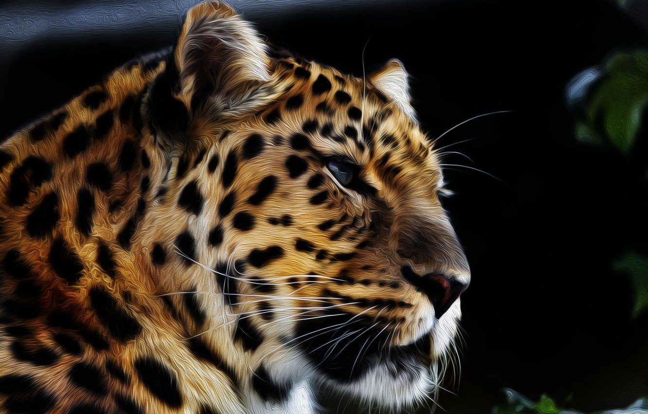 Amur Leopard Wallpapers