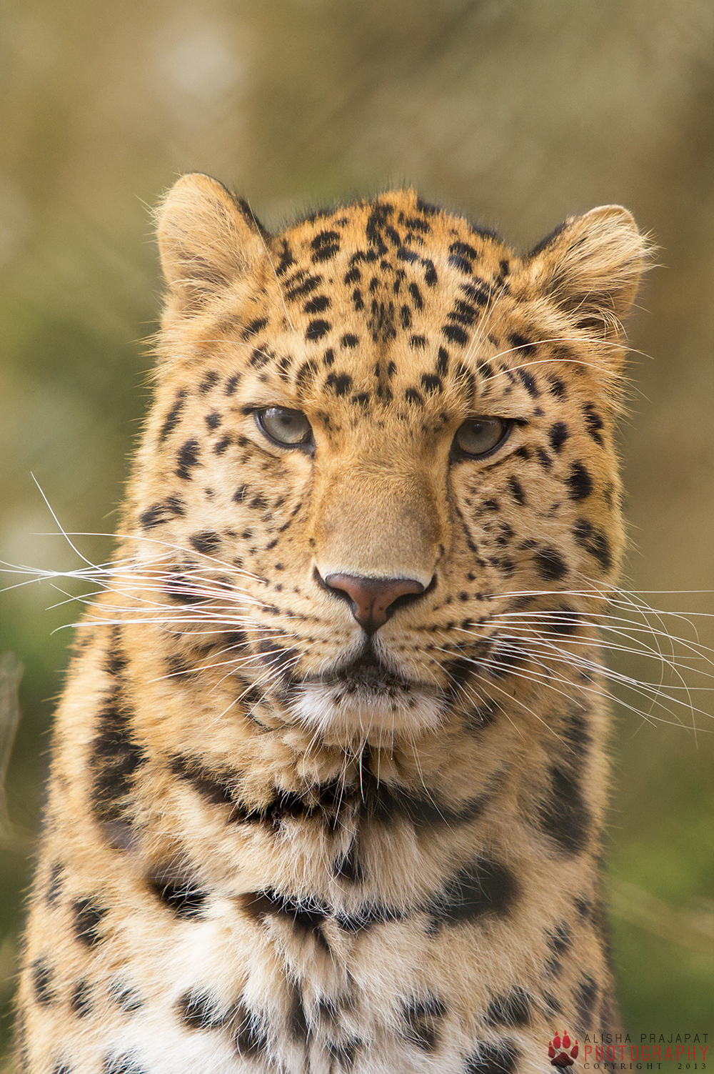 Amur Leopard Wallpapers