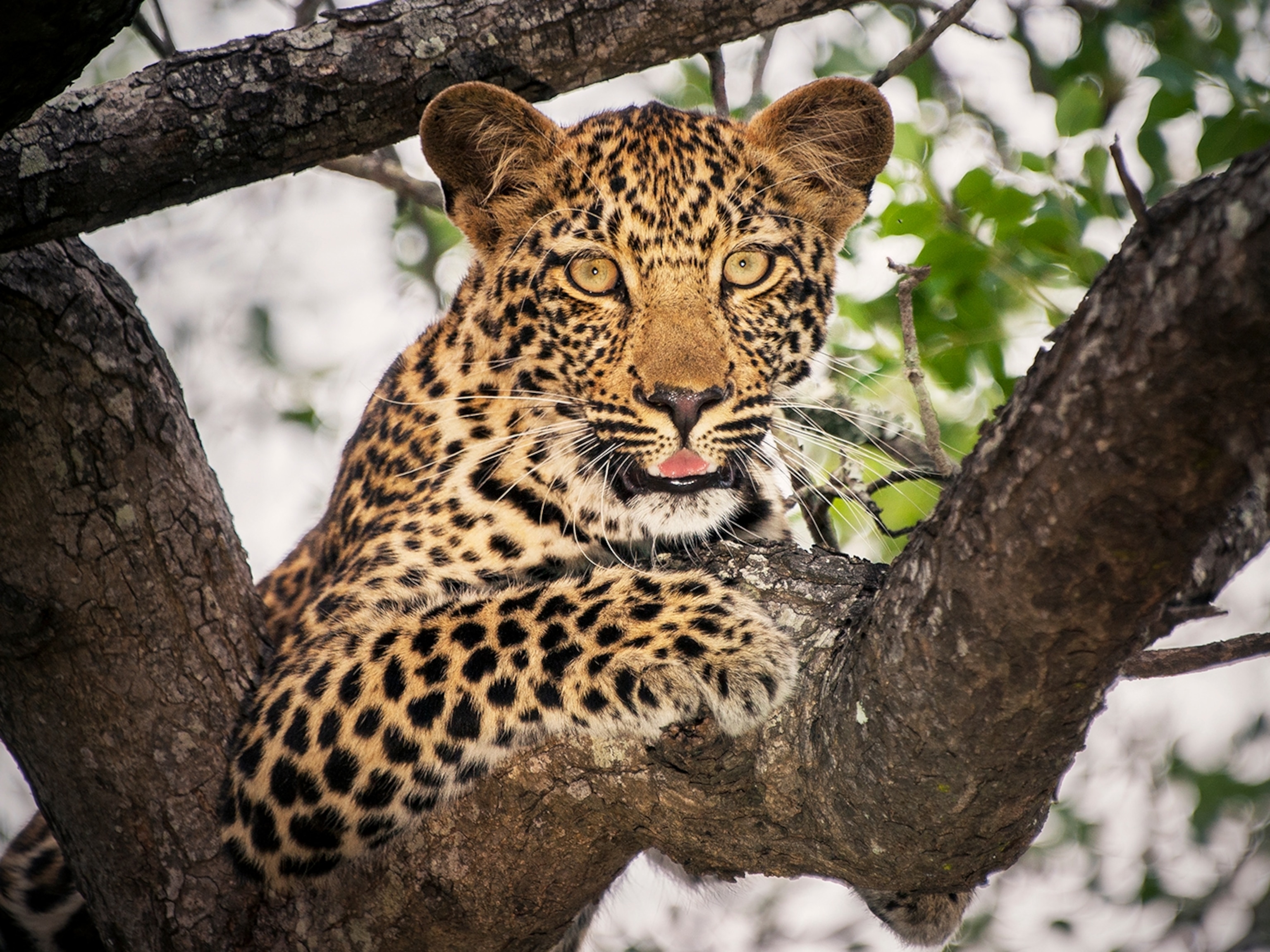 Amur Leopard Wallpapers