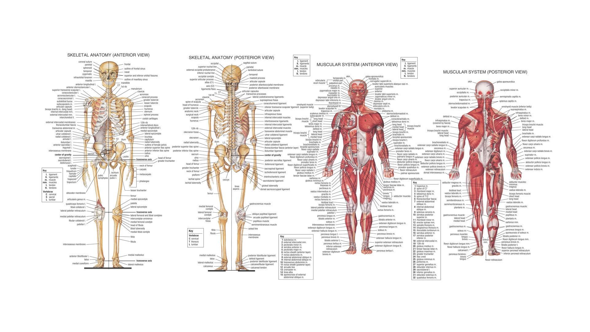 Anatomy And Physiology Wallpapers
