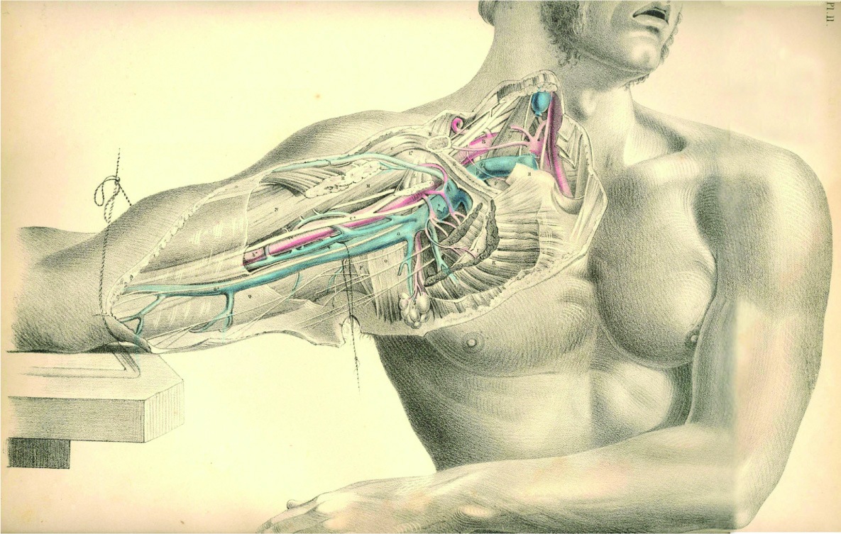 Anatomy And Physiology Wallpapers