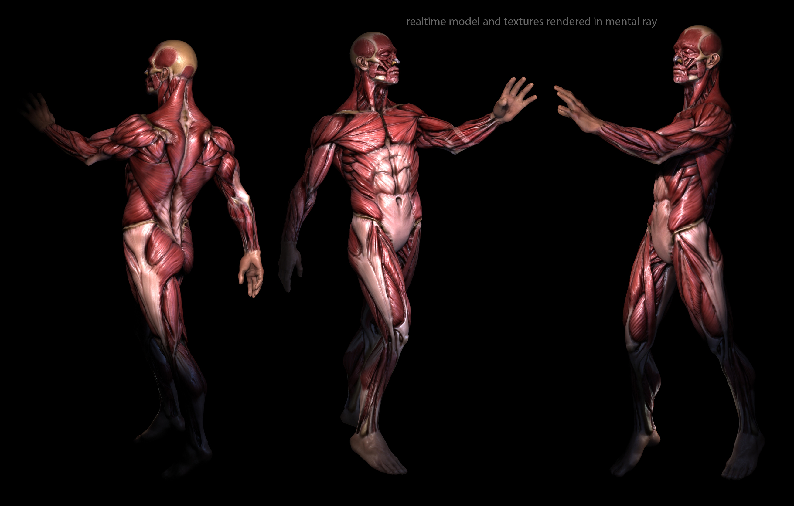 Anatomy And Physiology Wallpapers