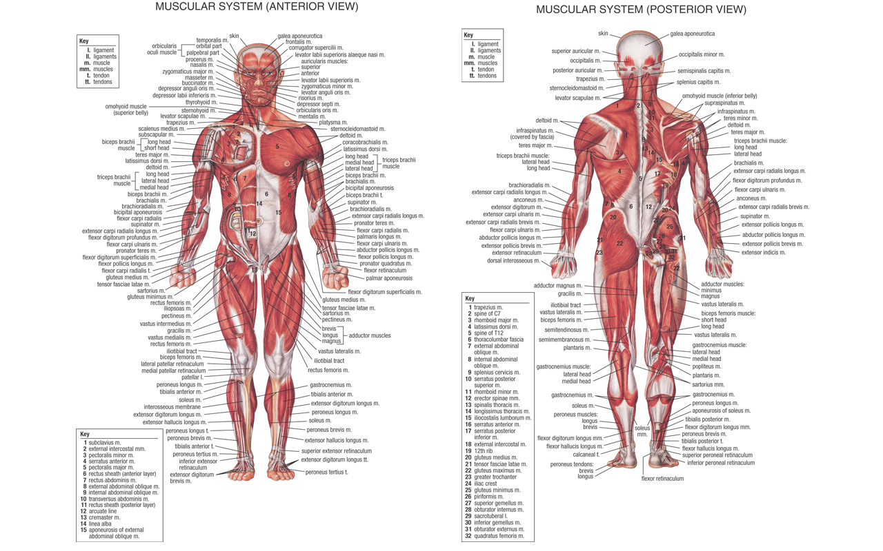 Anatomy And Physiology Wallpapers