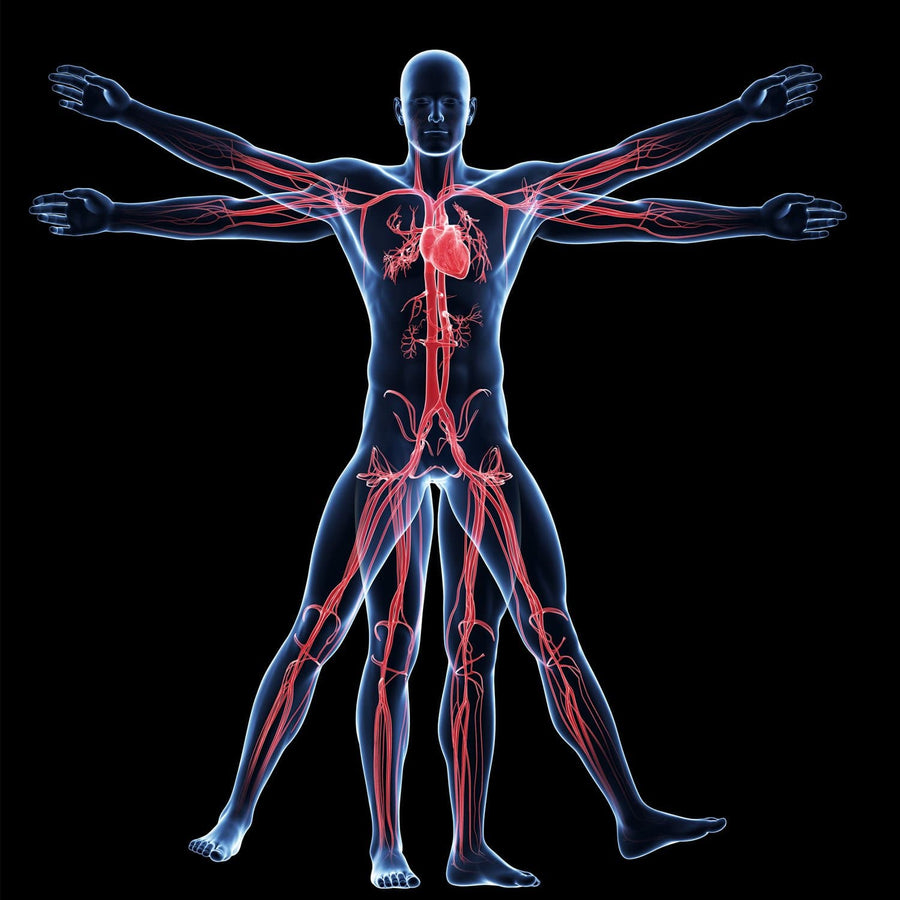 Anatomy And Physiology Wallpapers