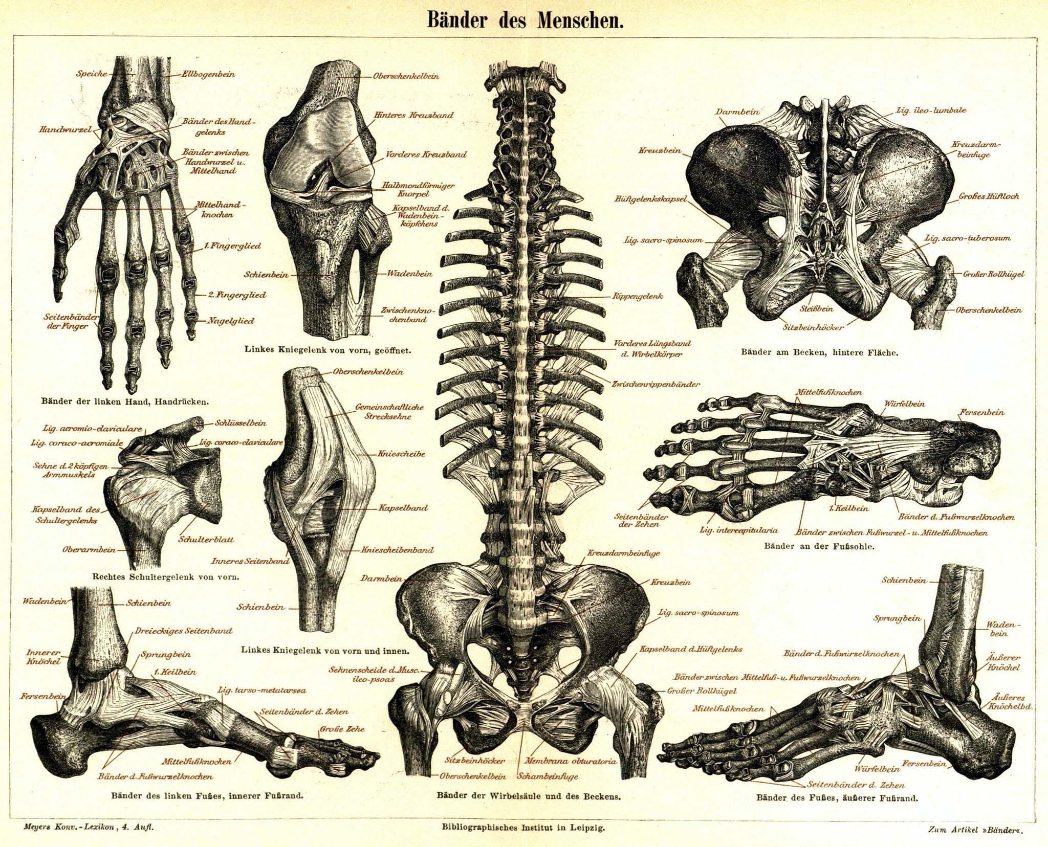 Anatomy And Physiology Wallpapers