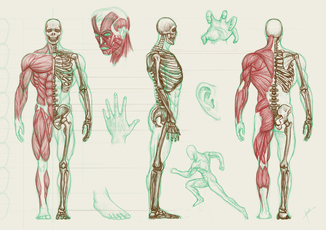 Anatomy And Physiology Wallpapers