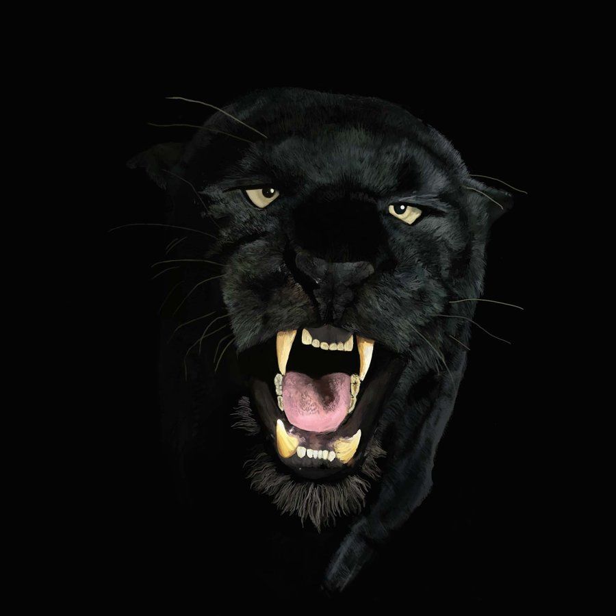 Angry Black Panther Animal Wallpapers