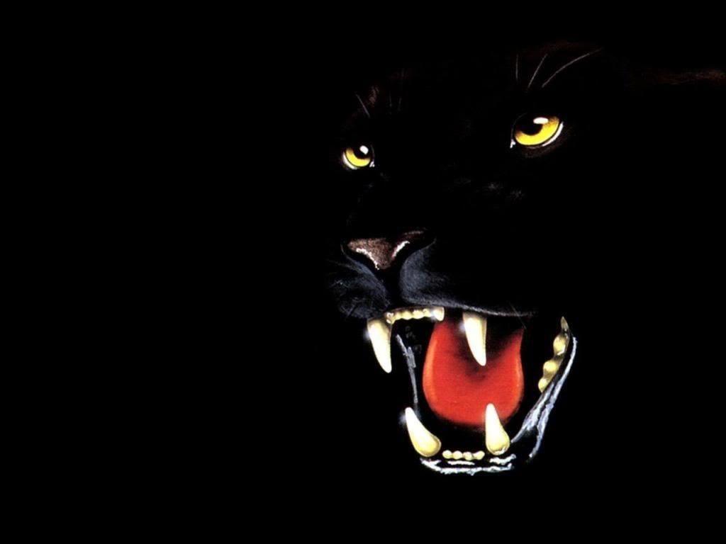 Angry Black Panther Animal Wallpapers