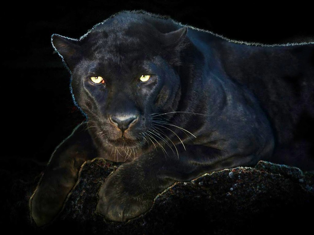 Angry Black Panther Animal Wallpapers