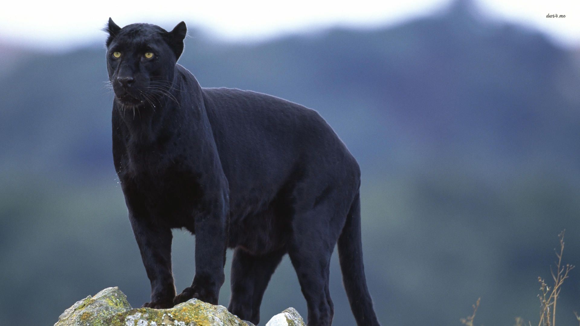 Angry Black Panther Animal Wallpapers