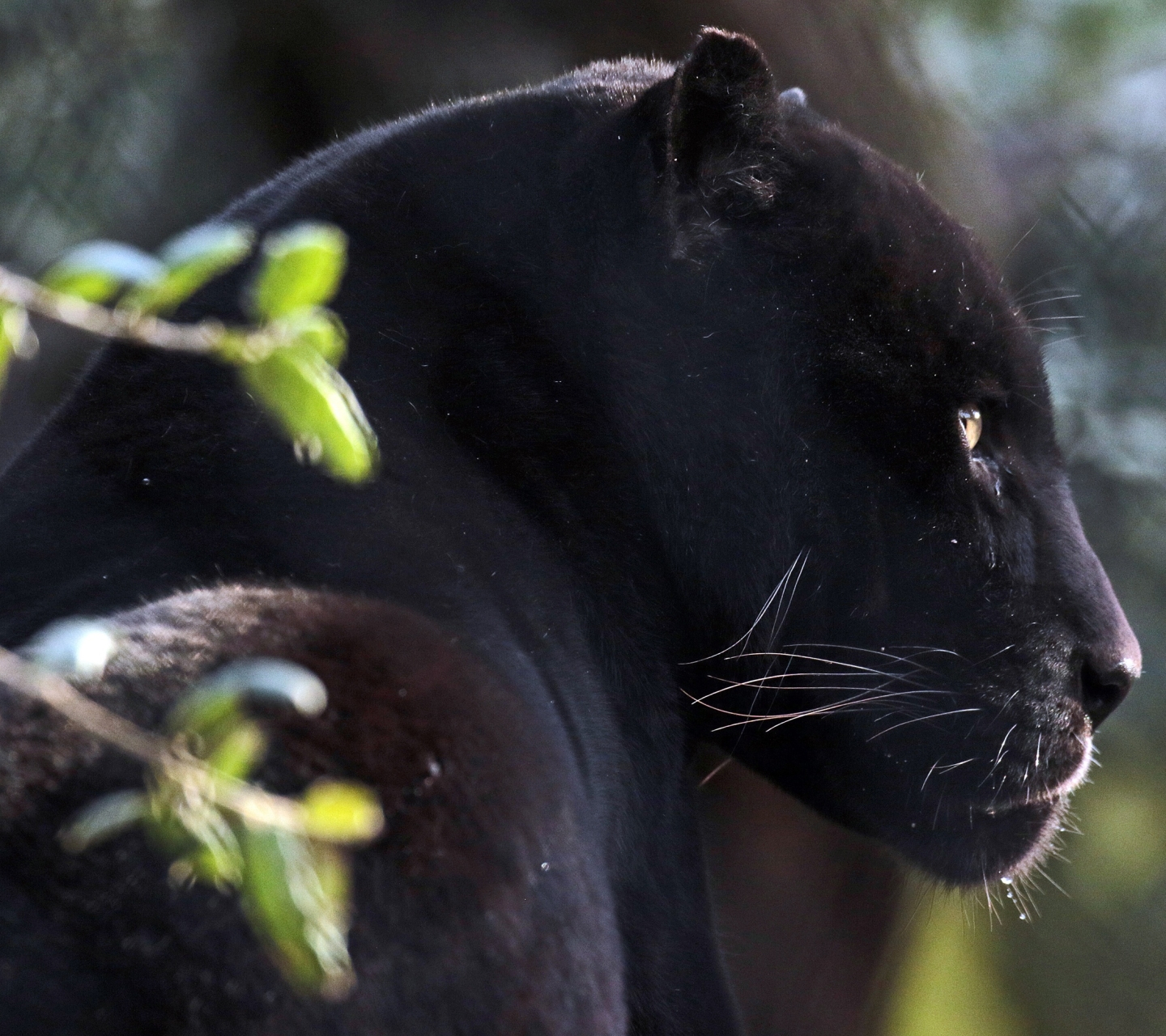 Angry Black Panther Animal Wallpapers