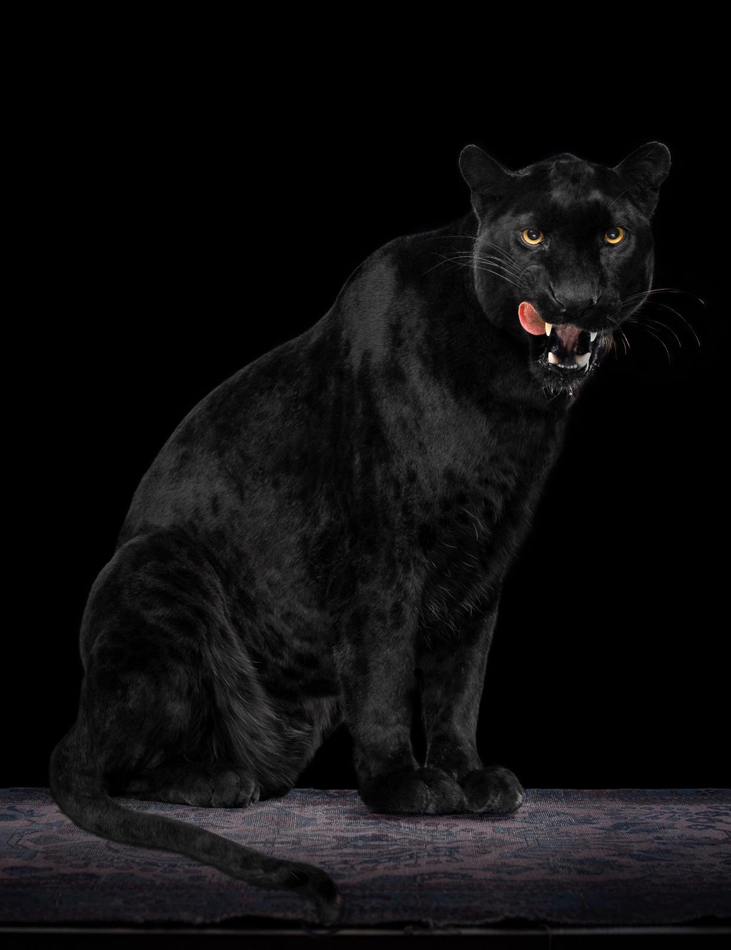 Angry Black Panther Animal Wallpapers