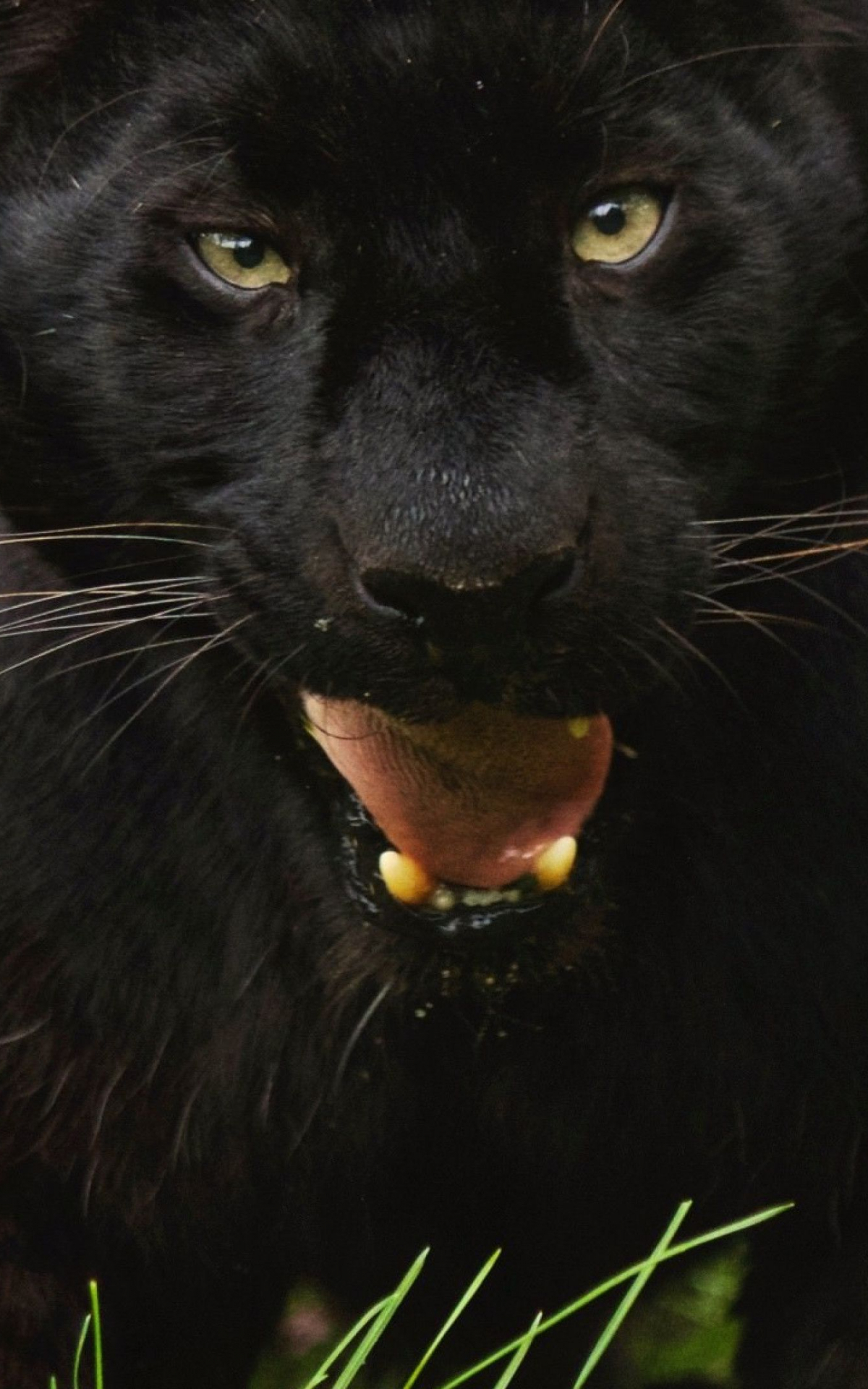 Angry Black Panther Animal Wallpapers