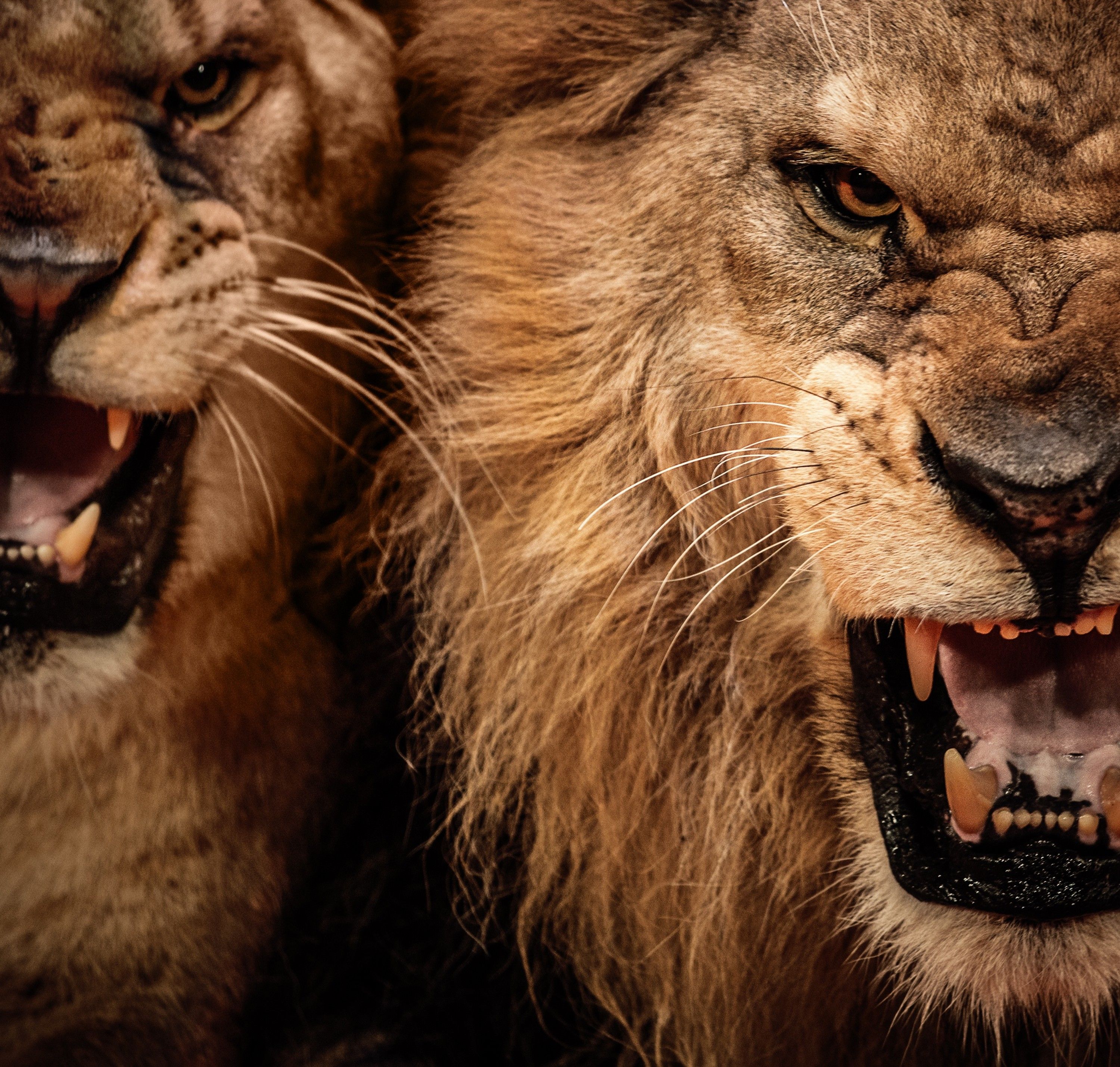 Angry Lion Wallpapers