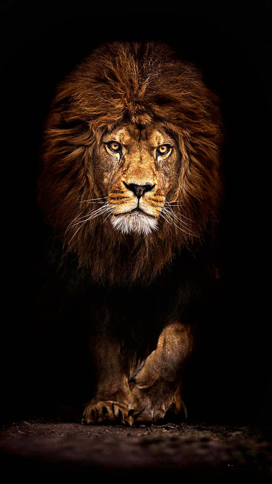 Angry Lion Wallpapers