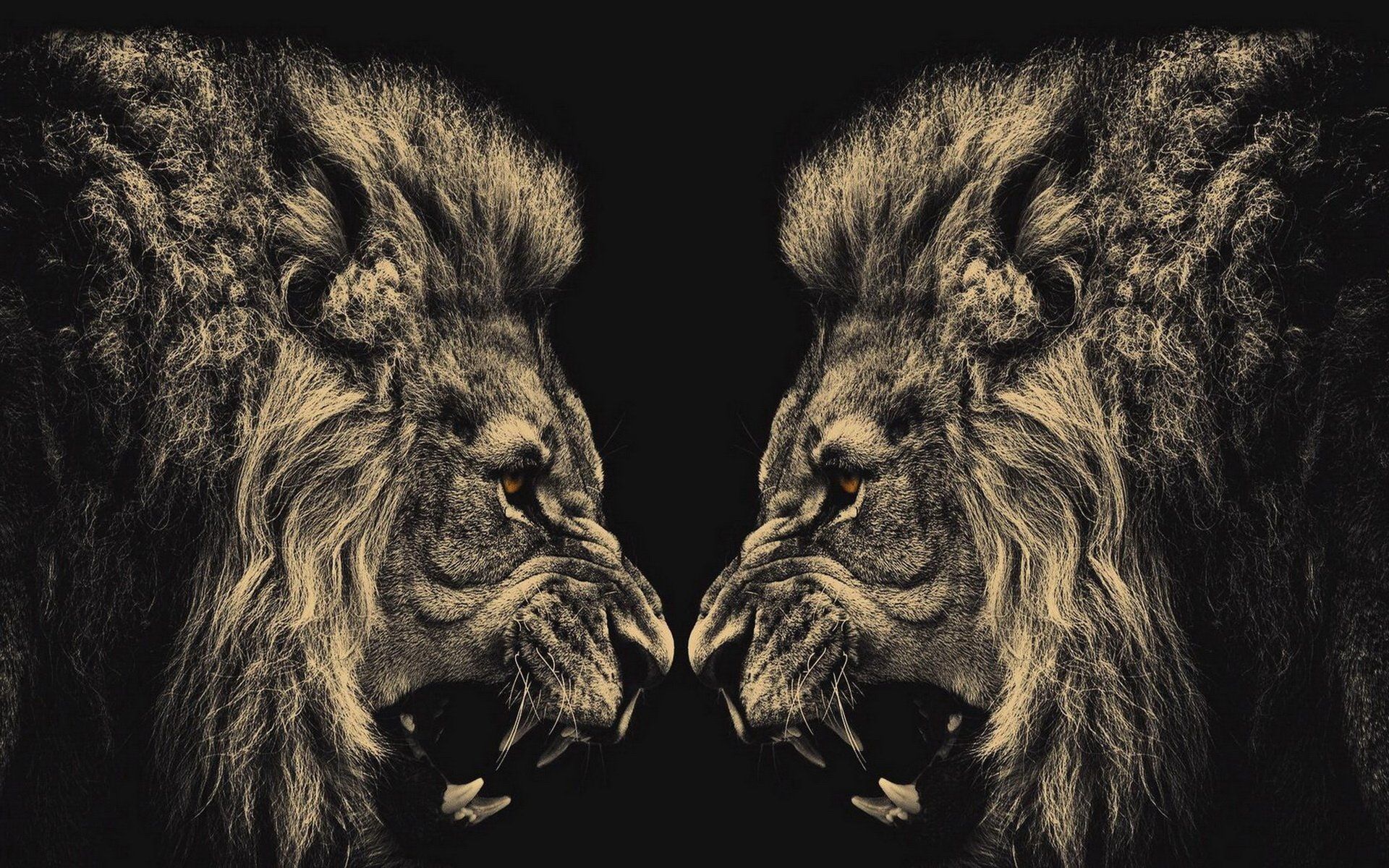 Angry Lion Wallpapers