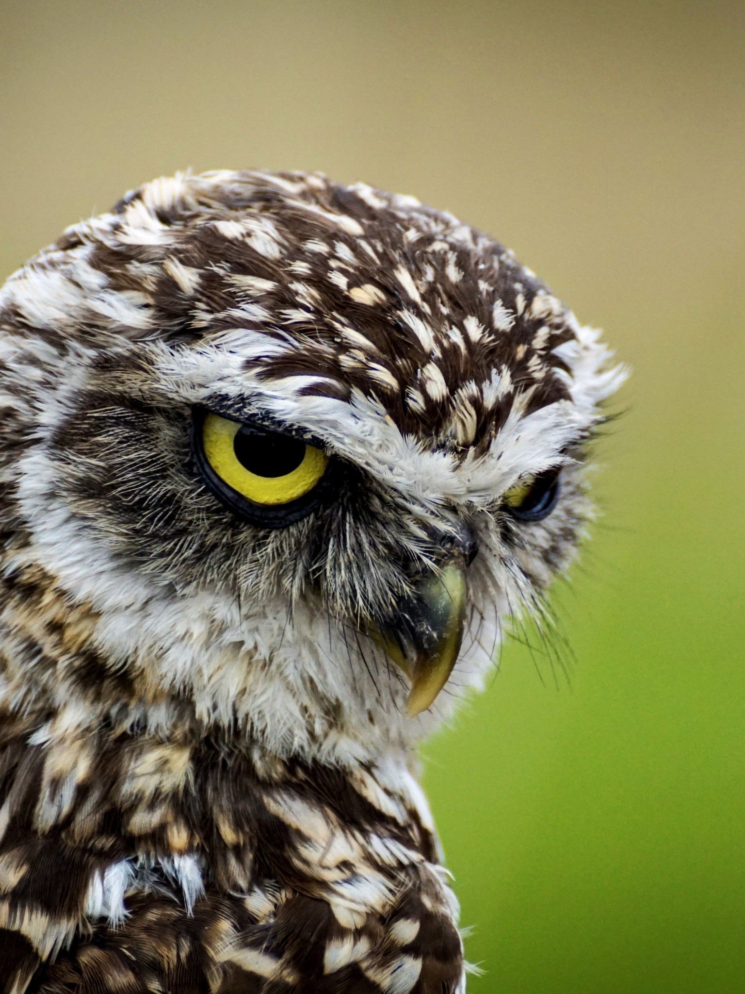 Angry Owl Face Wallpapers