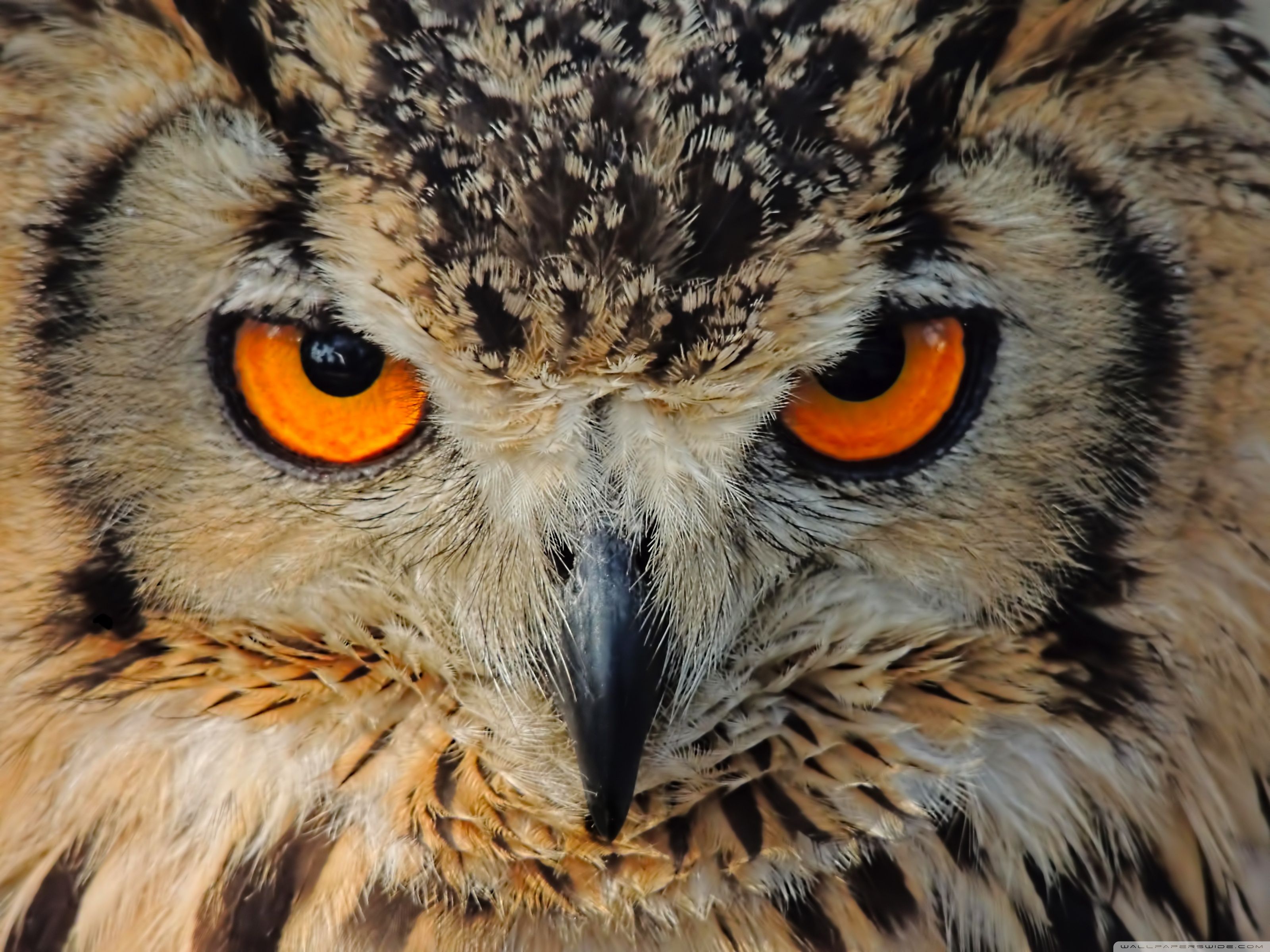 Angry Owl Face Wallpapers