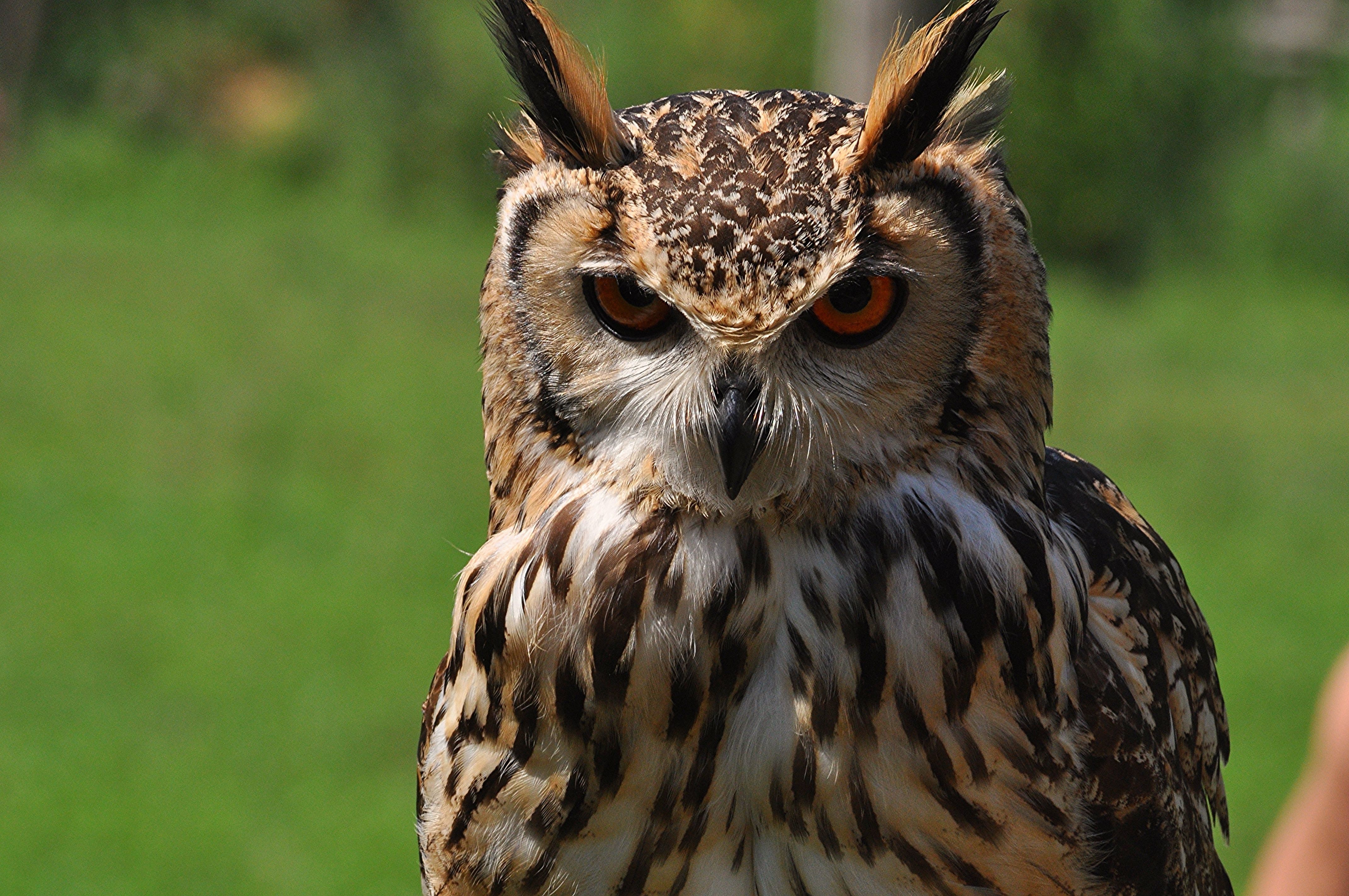 Angry Owl Face Wallpapers