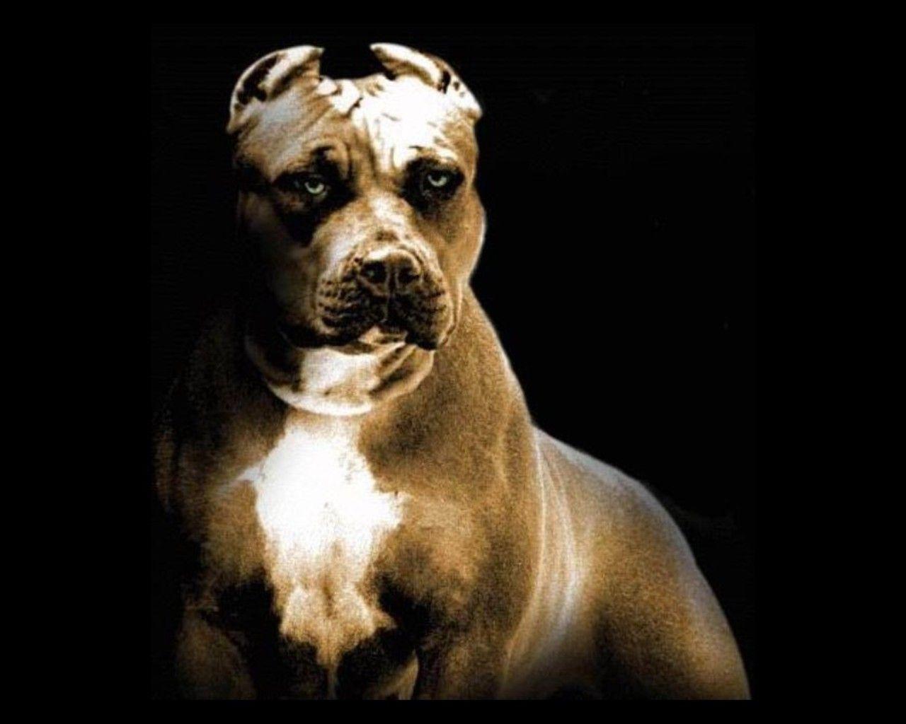 Angry Pitbull Dog Wallpapers