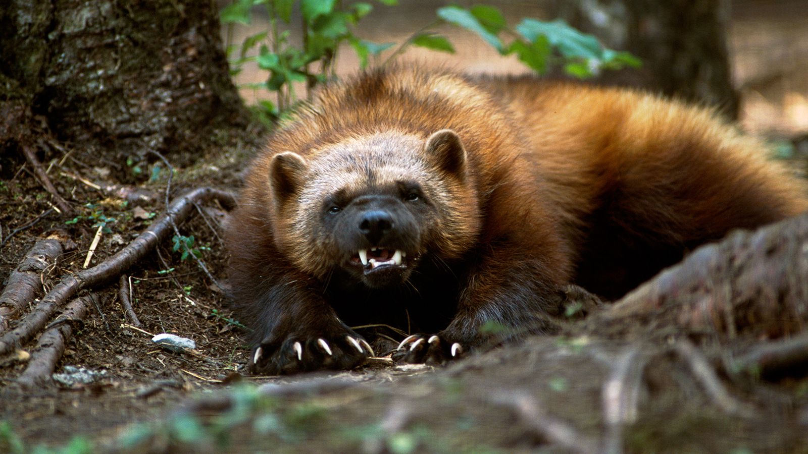 Angry Wolverine Animal Wallpapers