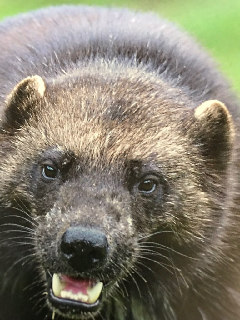 Angry Wolverine Animal Wallpapers