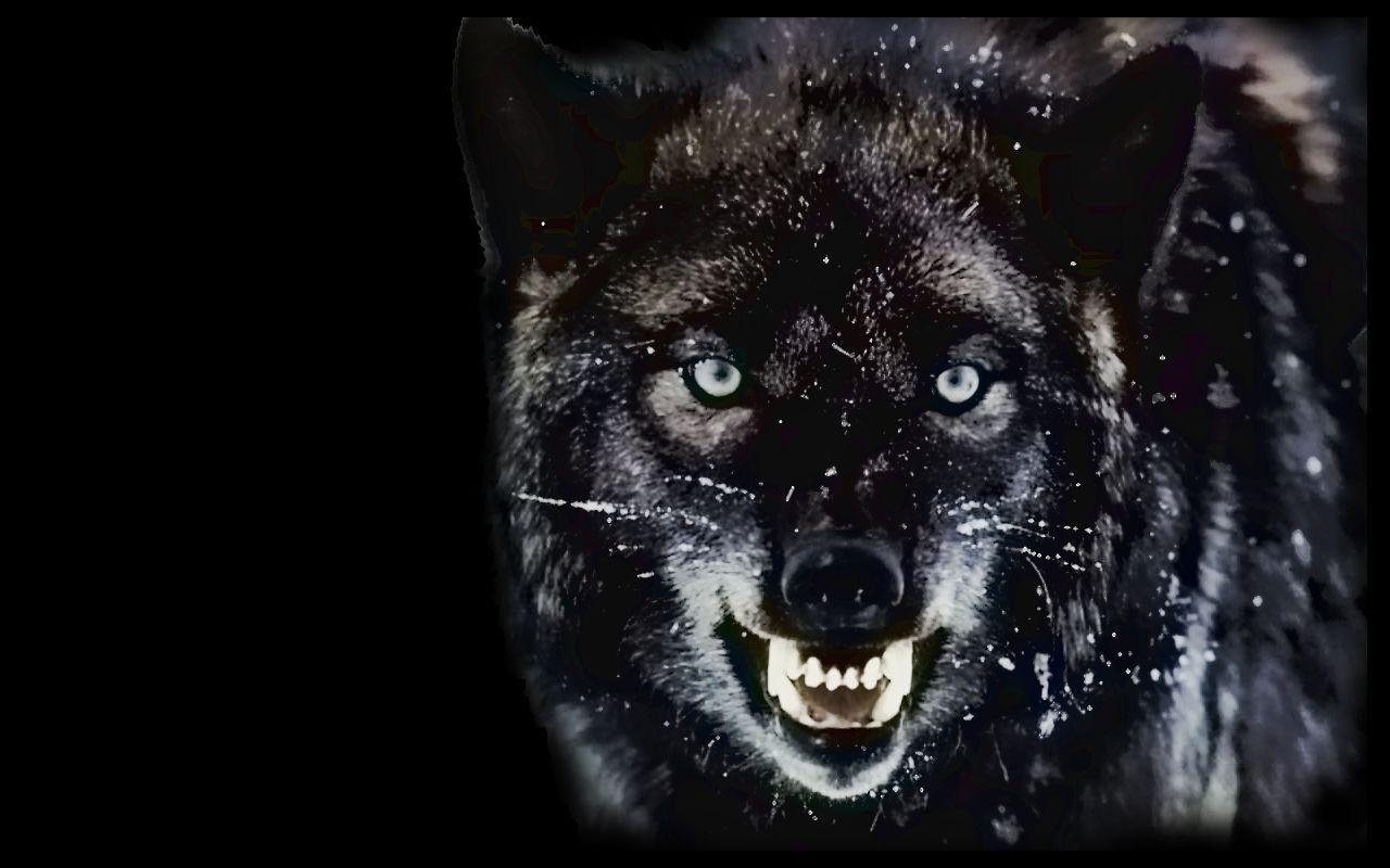 Angry Wolves Wallpapers