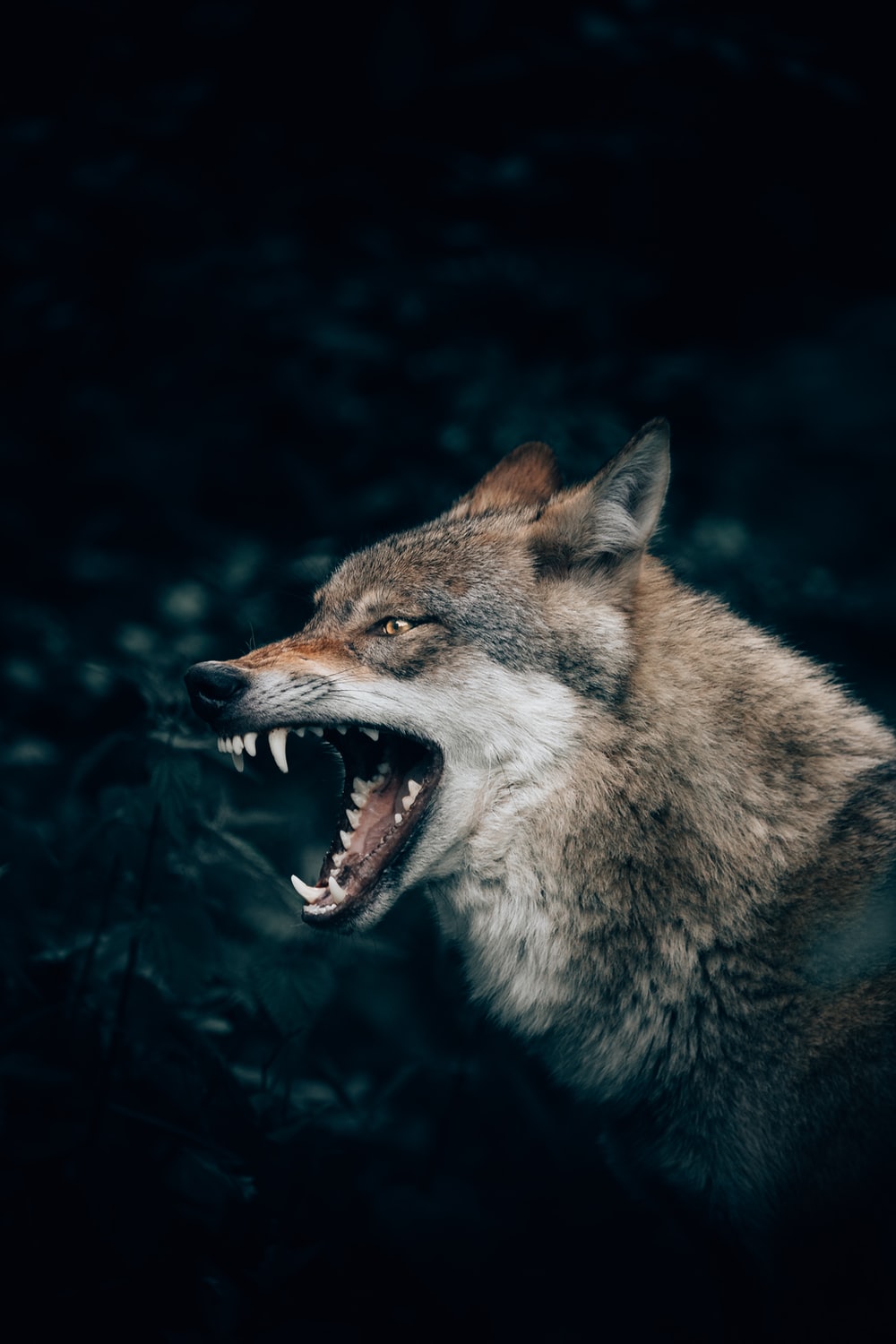 Angry Wolves Wallpapers