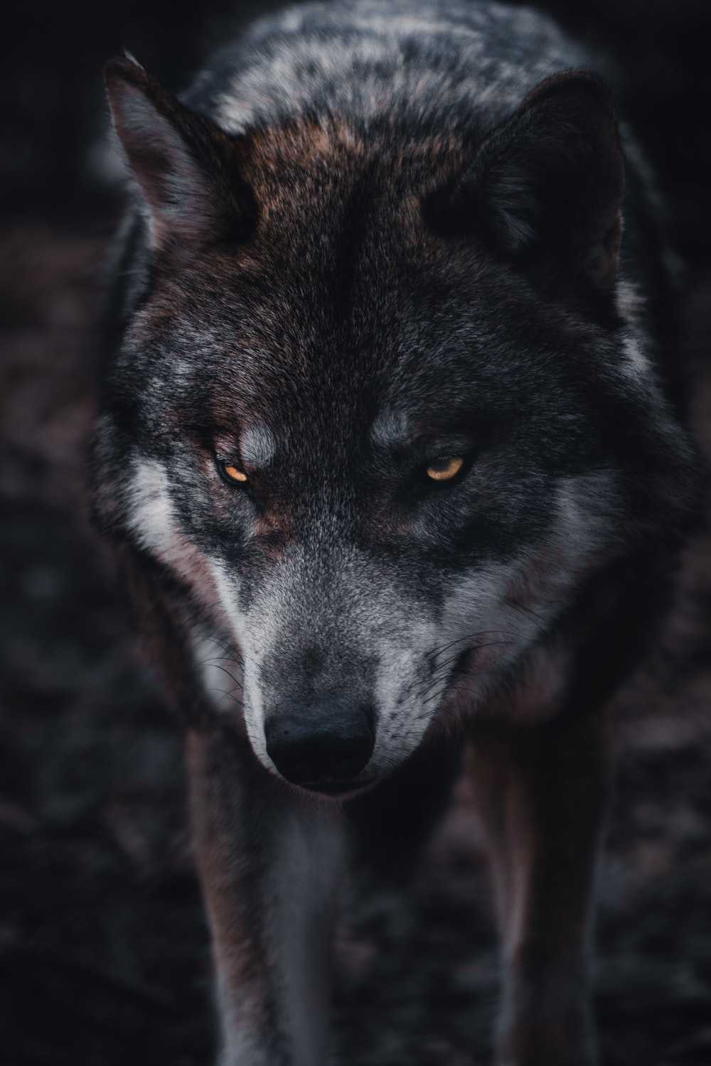 Angry Wolves Wallpapers