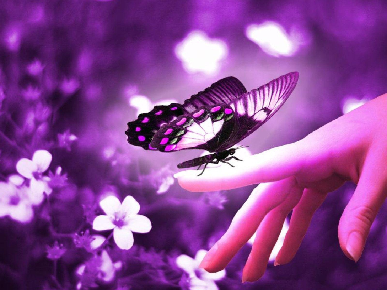 Animated Butterfly Wallpapers