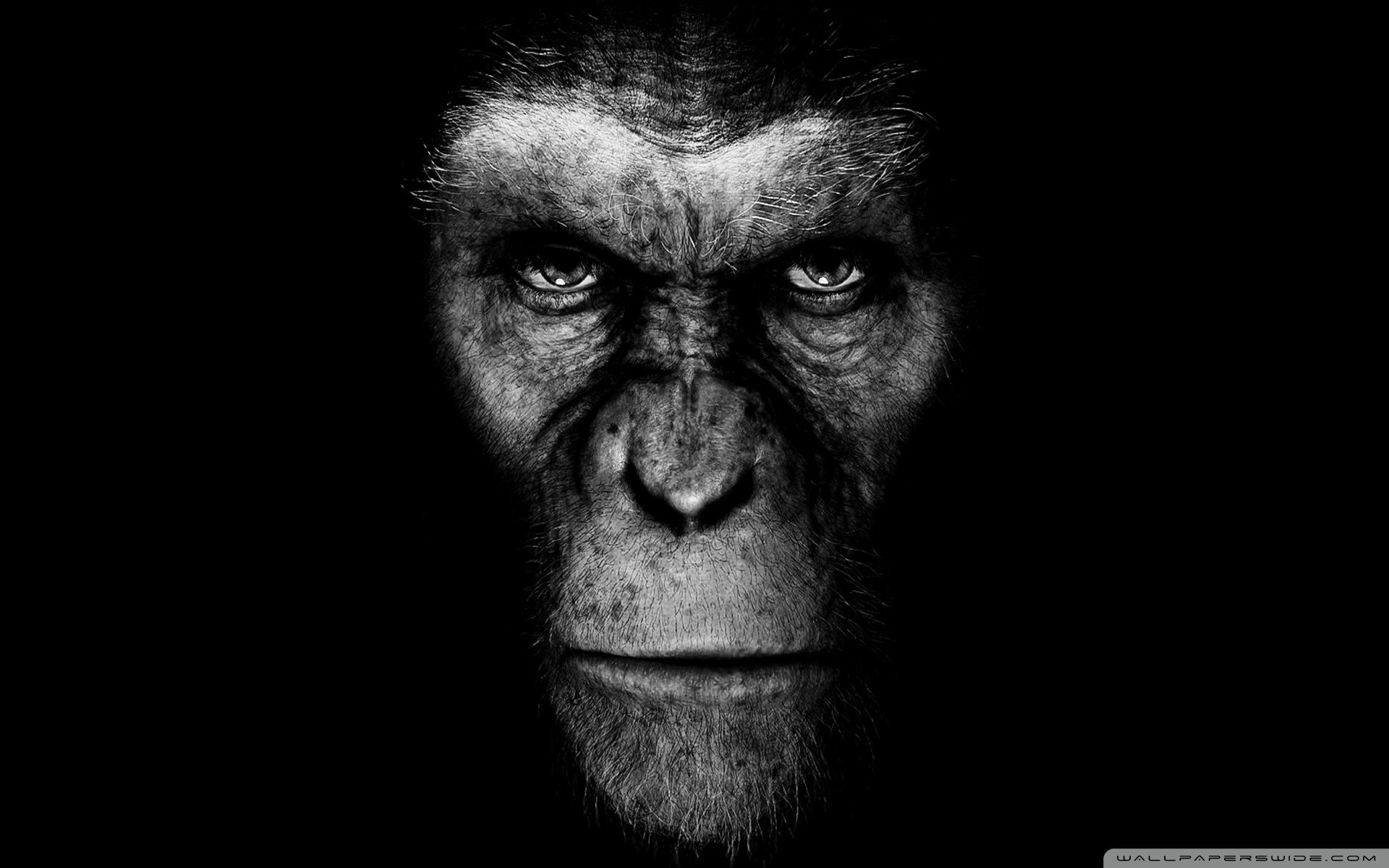 Ape Wallpapers