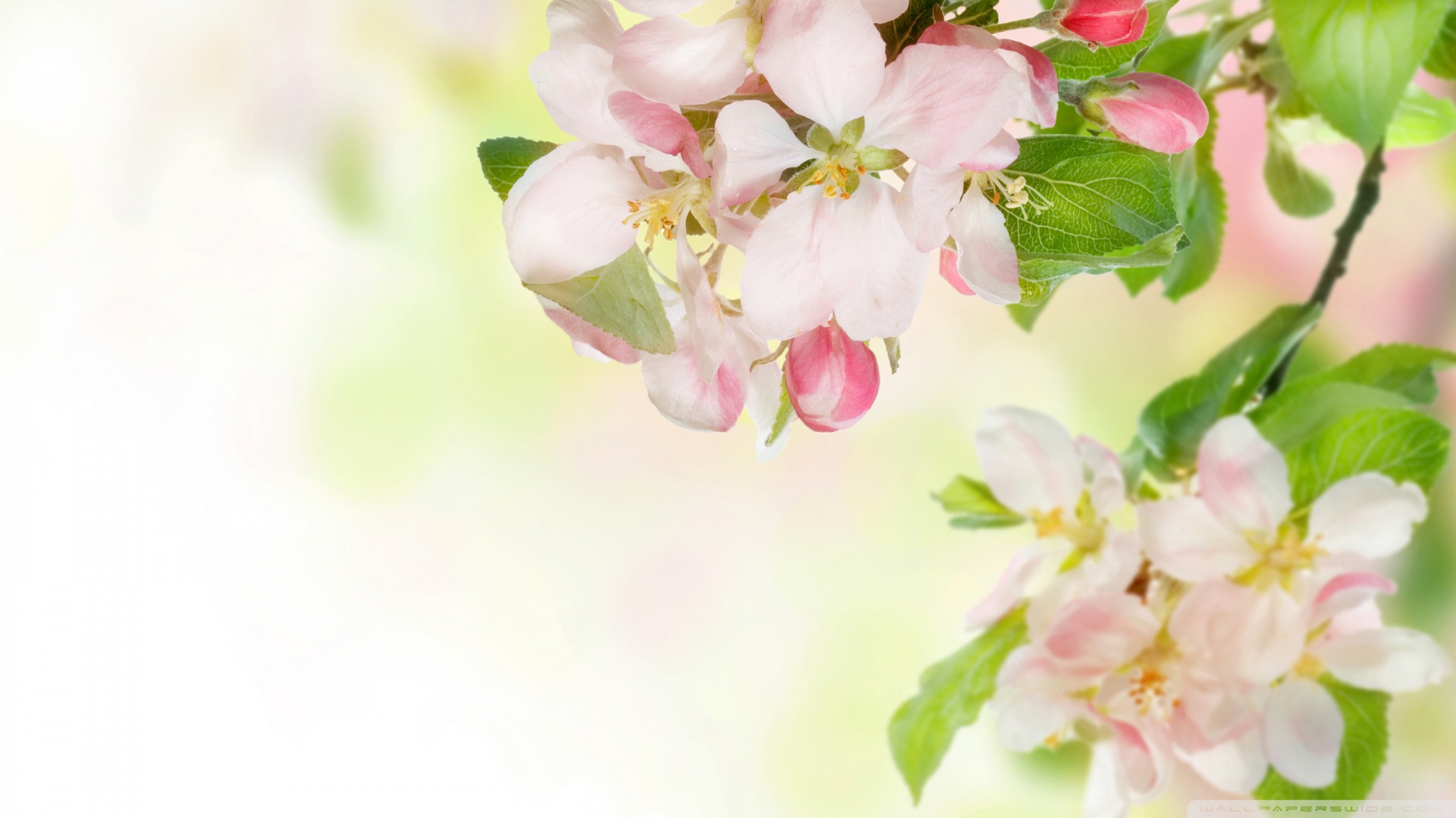 Appleblossom Wallpapers