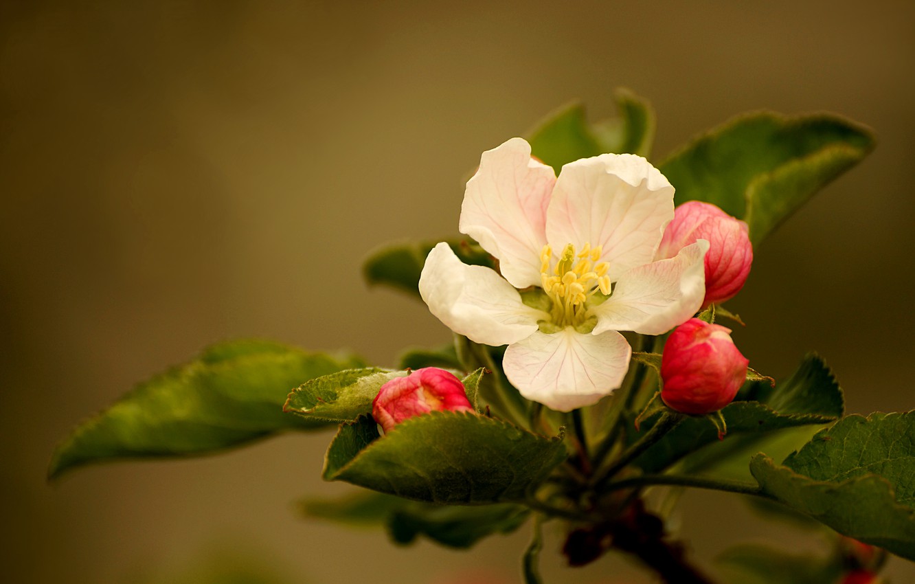 Appleblossom Wallpapers