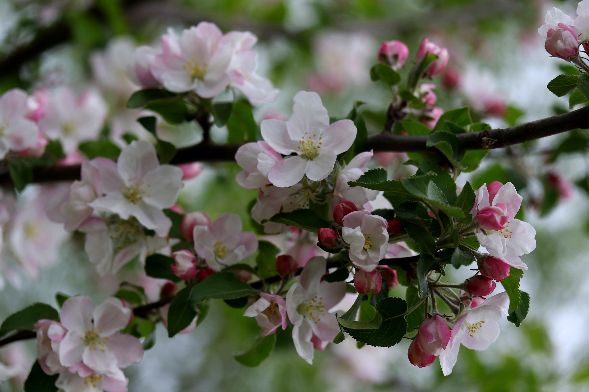 Appleblossom Wallpapers