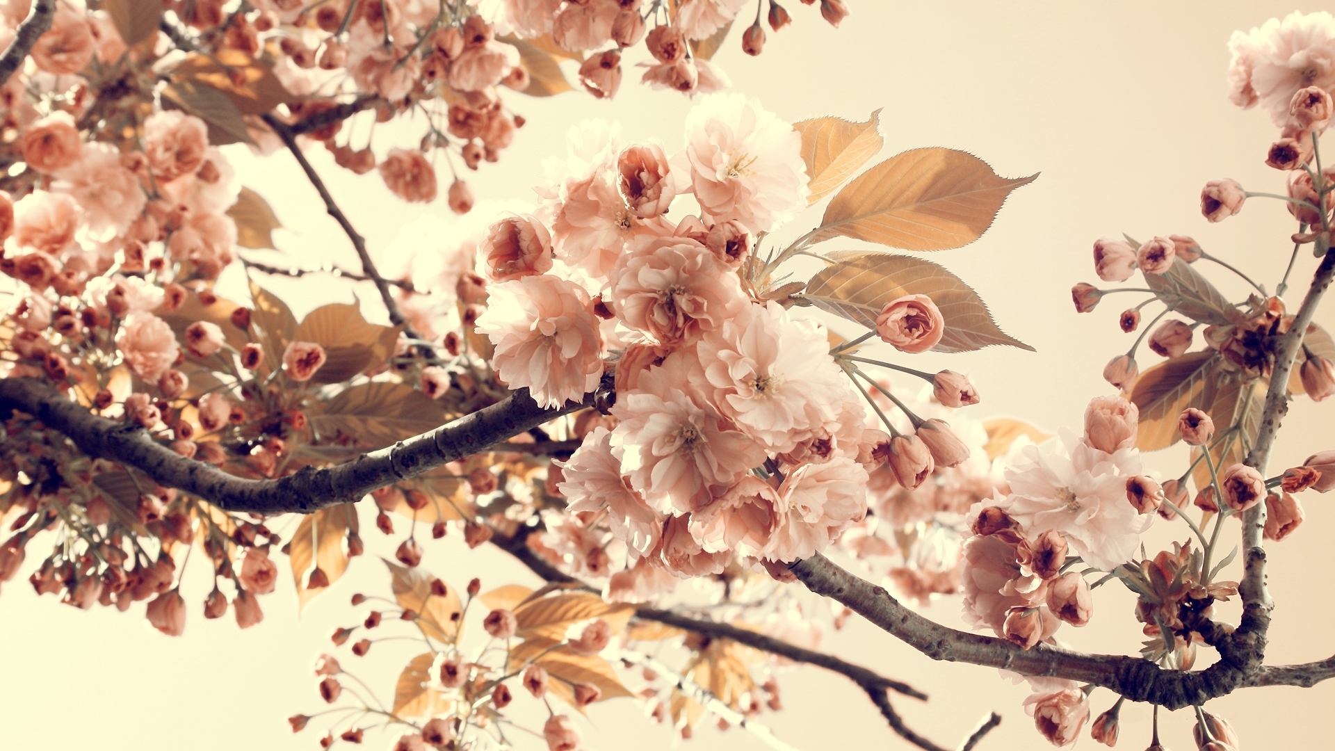 Appleblossom Wallpapers