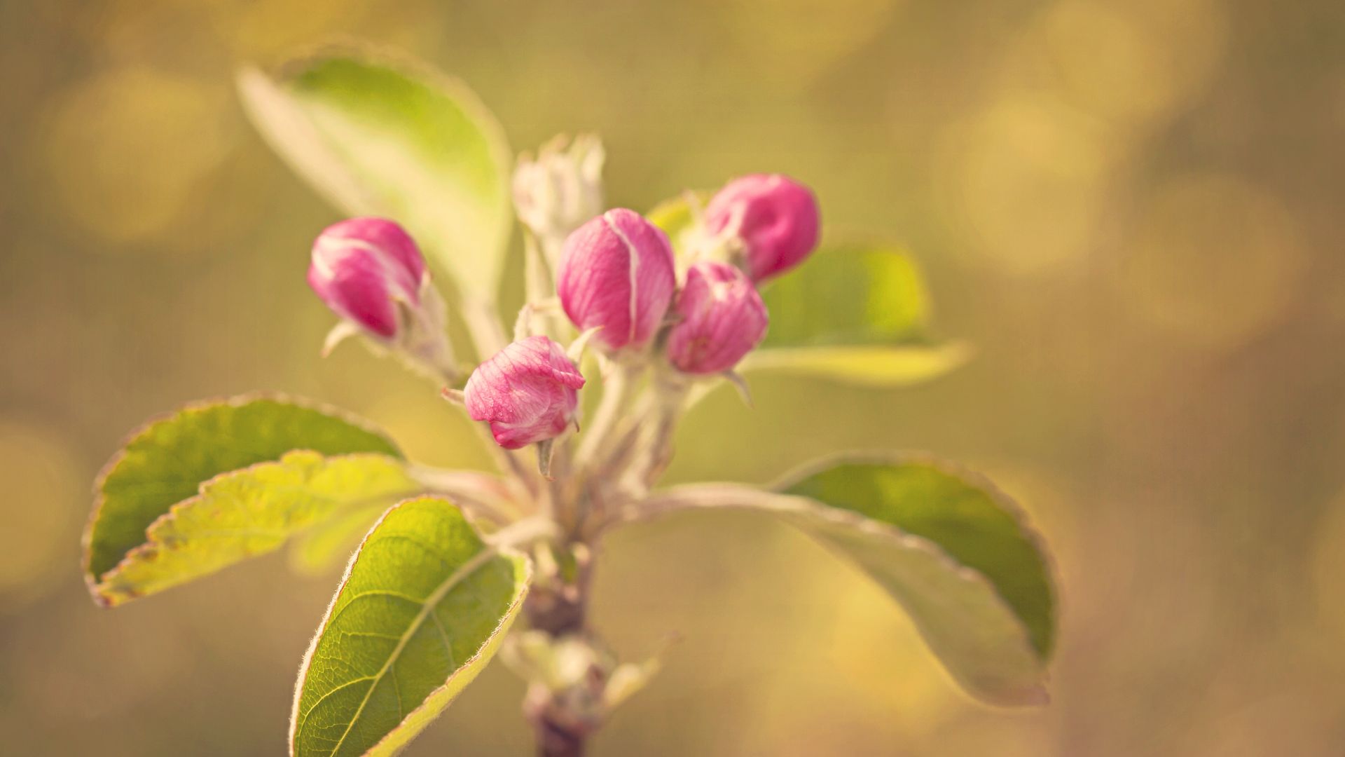 Appleblossom Wallpapers